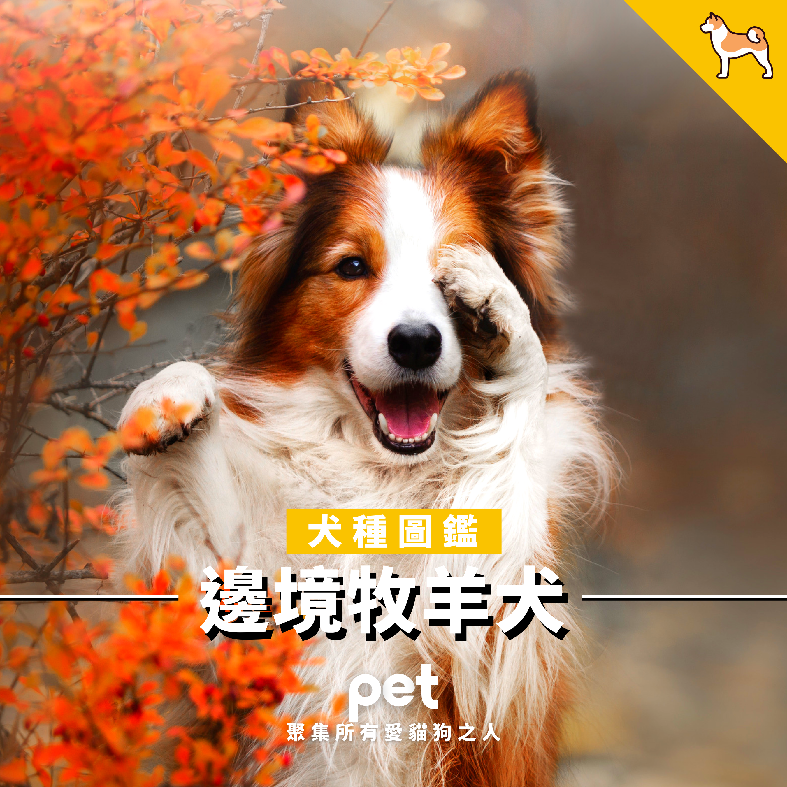 邊境牧羊犬