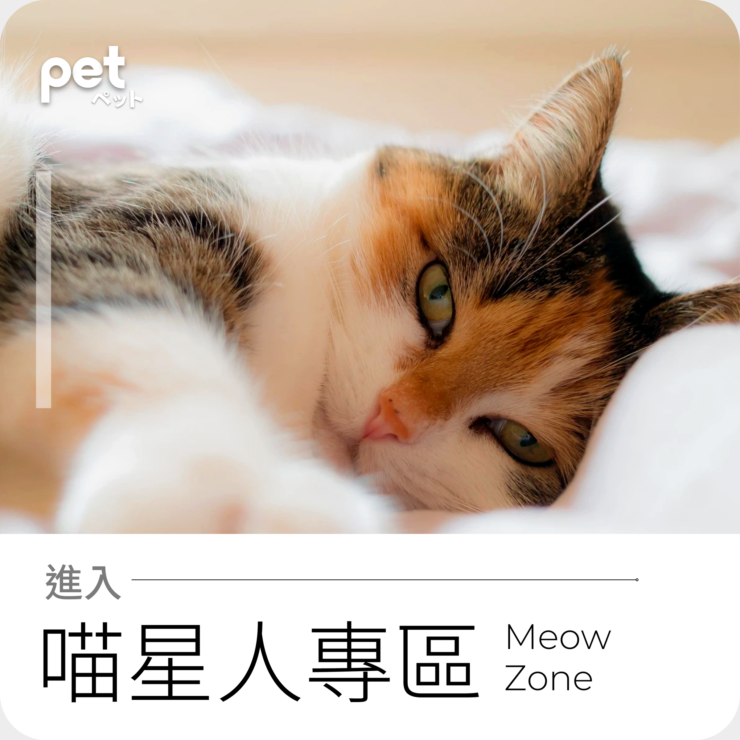 pet hk 貓貓 寵物 貓 食品 糧食 零食 mid levels edition 半山店
