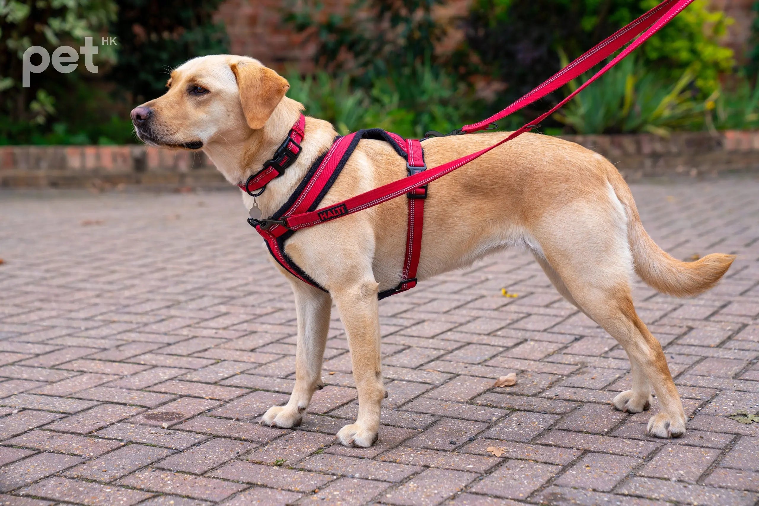 Halti Comfy Harness 側扣胸帶(袖珍型) PET